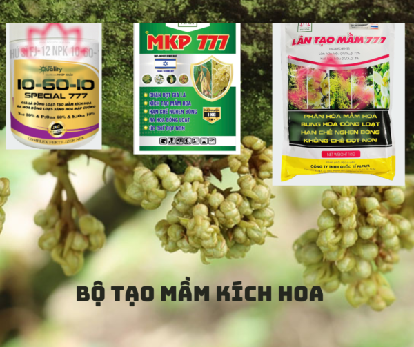 Bộ TẠO MẦM KÍCH HOA